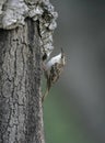 Short-toed treecreeper, Certhia brachydactyla Royalty Free Stock Photo