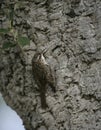Short-toed treecreeper, Certhia brachydactyla Royalty Free Stock Photo