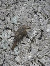 Short-toed treecreeper, Certhia brachydactyla