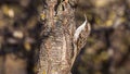 Short-toed treecreeper Royalty Free Stock Photo