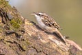 Short-toed treecreeper foraging on tree trunk in forest