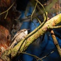 Short-toed treecreeper perched on a moss-covered branch in a forest, illuminated by sunlight. Royalty Free Stock Photo