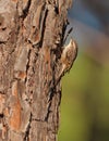 A short-toed Treecreeper on a pine tree Royalty Free Stock Photo
