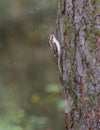 Short-toed Treecreeper on pine tree Royalty Free Stock Photo