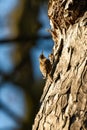 Short-toed Treecreeper, small bird eating on a tree Royalty Free Stock Photo