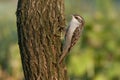 Short-toed Treecreeper, a tree bird