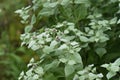 Short toothed mountain mint