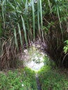 a short tunnel of wild plants the work of nature Royalty Free Stock Photo