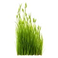 A short vertical piece of green grass cut out on a transparent background in PNG format. Grass with various sprouts