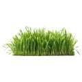 A short vertical piece of green grass cut out on a transparent background in PNG format. Grass with various sprouts