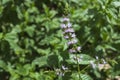 Short view of a beautiful wild mint flower in the middle of the