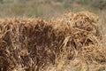 A short wheat field in the middle of the desert