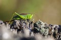 Short winged conehead Royalty Free Stock Photo