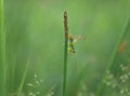 short winged conehead cricked on the grass Royalty Free Stock Photo