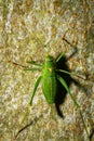 A short-winged conehead Royalty Free Stock Photo