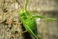 A short-winged conehead Royalty Free Stock Photo