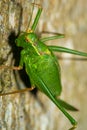 A short-winged conehead Royalty Free Stock Photo