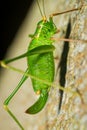 A short-winged conehead Royalty Free Stock Photo