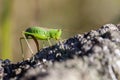 Short winged conehead - oviposition Royalty Free Stock Photo