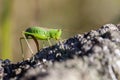 Short winged conehead - oviposition