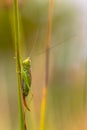 Short winged Conehead vertical