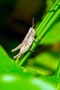 Short-Winged Green Grasshopper Female Royalty Free Stock Photo