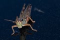 Short-Winged Green Grasshopper Female