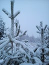 Short winter northern day. Soft, calm weather with a lot of precipitation in the form of snow. Pine branches practically do not Royalty Free Stock Photo