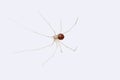 Shortbodied Cellar spider at Satara, Maharashtra, India Royalty Free Stock Photo