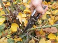 Shorten the stems of tall bush roses to reduce wind-rock during winter gales. Prune rose bush Royalty Free Stock Photo