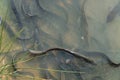 Shortfin Eels in Shallow Water