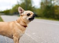 A shorthair apple head Chihuahua