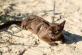 Shorthair Burma cat wearing harness lies on beach; young brown cat, kitten with yellow eyes relaxes on sand