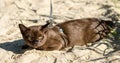 Shorthair Burmese cat wearing harness lies on beach, young brown cat with leash relaxes on white sand