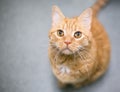 A shorthair cat with iris melanosis or hyperpigmentation in its eyes