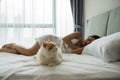 shorthair cat near sexy female owner sleeping on bed Royalty Free Stock Photo