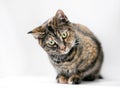 A shorthair Tortoiseshell cat crouching and looking down Royalty Free Stock Photo