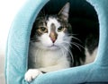 A shorthair cat peeking out of a covered cat bed Royalty Free Stock Photo