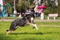 Shorthair collie catching frisbee