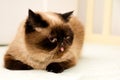 Shorthair exotic cat lying with tongue Royalty Free Stock Photo