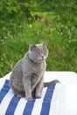 shorthair gray cat squints on a striped sun lounger