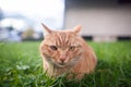 Shorthair red tabby cat with orange eyes crouched in green fresh grass