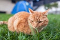 Shorthair red tabby cat with orange eyes crouched in green fresh grass
