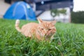 Shorthair red tabby cat with orange eyes crouched in green fresh grass