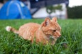 Shorthair red tabby cat with orange eyes crouched in green fresh grass
