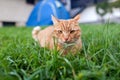 Shorthair red tabby cat with orange eyes crouched in green fresh grass