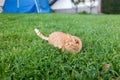 Shorthair red tabby cat with orange eyes crouched in green fresh grass