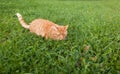 Shorthair red tabby cat with orange eyes crouched in green fresh grass