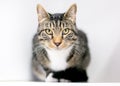 A tabby cat crouching and staring at the camera