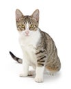 Shorthair Tabby and White Cat Sitting Looking Forward